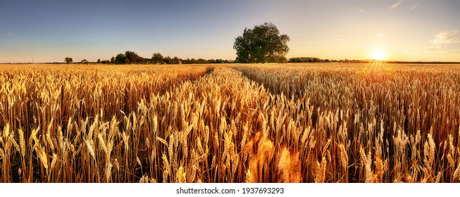 Wheat field. Ears of golden wheat close up. Beautiful Rural Scenery under Shining Sunlight and blue sky. Background of ripening ears of meadow wheat field. 
