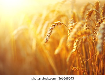 Wheat field. Ears of golden wheat close up. Beautiful Nature Sunset Landscape. Rural Scenery under Shining Sunlight. Background of ripening ears of meadow wheat field. Rich harvest Concept