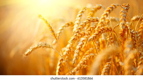 Wheat field. Ears of golden wheat close up. Beautiful Nature Sunset Landscape. Rural Scenery under Shining Sunlight. Background of ripening ears of meadow wheat field. Rich harvest Concept - Shutterstock ID 613581866