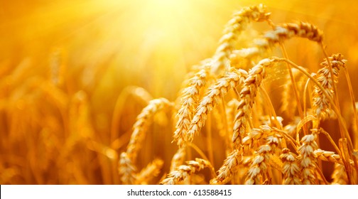 Wheat field. Ears of golden wheat close up. Beautiful Nature Sunset Landscape. Rural Scenery under Shining Sunlight. Background of ripening ears of meadow wheat field. Rich harvest Concept. Ads