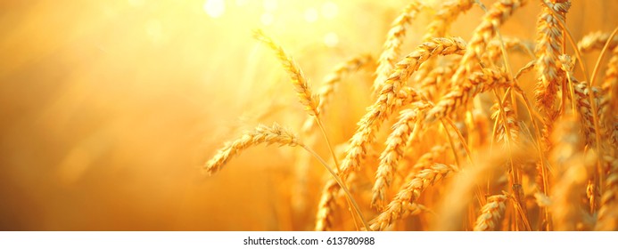 Пшеничное поле. Колосья золотой пшеницы заделывают. Красивый пейзаж заката природы. Сельский пейзаж под ярким солнечным светом. Фон созревания колосьев пшеничного поля. Концепция богатого урожая. Дизайн этикетки
