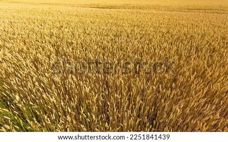 Wheat field. Ears of golden wheat close up. Background of ripening ears of meadow wheat field. Top down view.