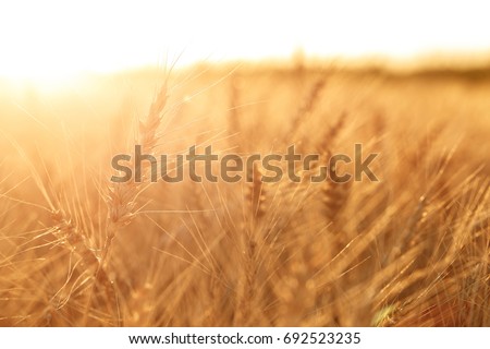 Wheat field. Ears of golden wheat close up. Rural Scenery under Shining sunset. close-up selective focus