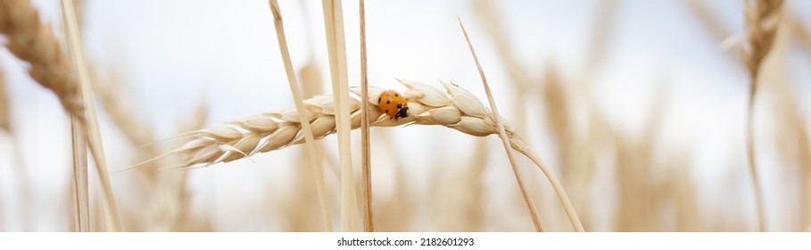 Wheat field. Ears of golden wheat close-up. Beautiful nature sunset landscape. Rural landscapes under shining sunlight. Background of ripening ears of a wheat field. Rich harvest concept. Photo banner - Shutterstock ID 2182601293