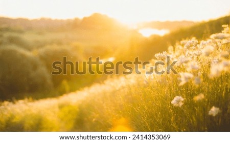 Wheat field. Ears of golden wheat close-up. Beautiful nature landscape of nature. Rural scenery under the shining sunlight. Background ripening wheat field. The concept of a rich harvest.