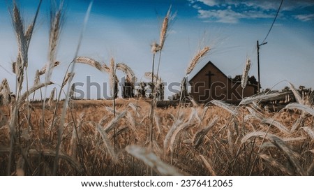 A wheat field with a farmhouse under blue sky
