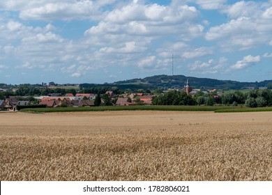 Wheat Field In Flanders Fields Around Ypres