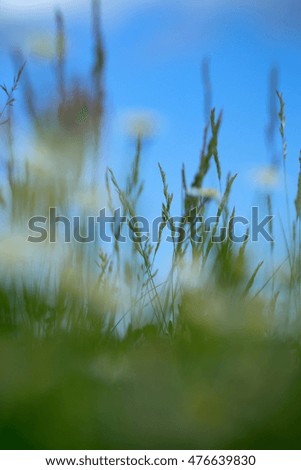 Similar – Image, Stock Photo dandelion Dandelion Flower