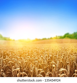 A Wheat Field, Fresh Crop Of Wheat.