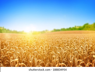 A wheat field, fresh crop of wheat. - Powered by Shutterstock