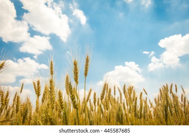 A Wheat Field, Fresh Crop Of Wheat