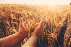 Wheat Field. Hands Holding Ears Of Golden Wheat Close Up. Beautiful Nature Sunset Landscape. Rural Scenery Under Shining Sunlight. Background Of Ripening Ears Of Wheat Field. Rich Harvest Concept. 