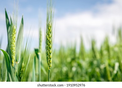 Wheat field image. View on fresh ears of young green wheat and on nature in spring summer field close-up. With free space for text on a soft blurry sky background
