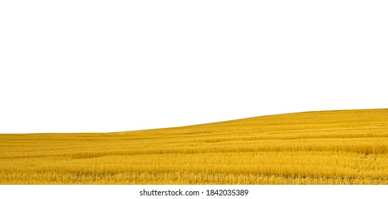 Wheat Field Isolated On White Background