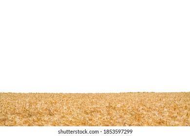 Wheat field isolated on white background
