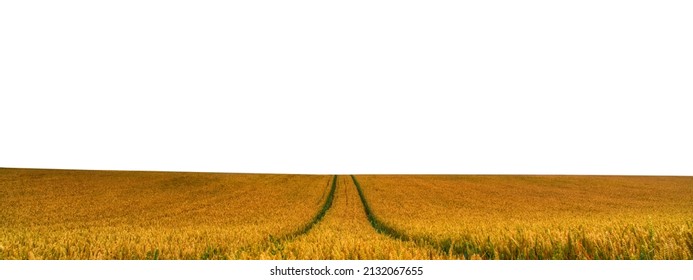 Wheat field isolated on white background