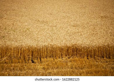 Wheat field in a italian summer