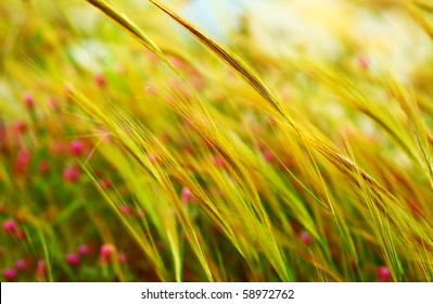 Wheat Field Landscape Late Summer Scene