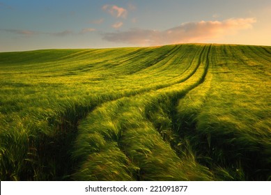 Wheat Field Landscape With Path In The Sunset Time