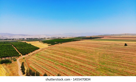 Wheat Field, Limitless Possibilities Israel