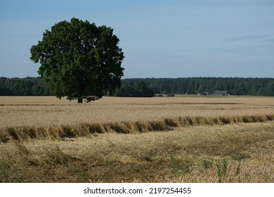 A Wheat Field And A Lonely Oak Tree In Latvia