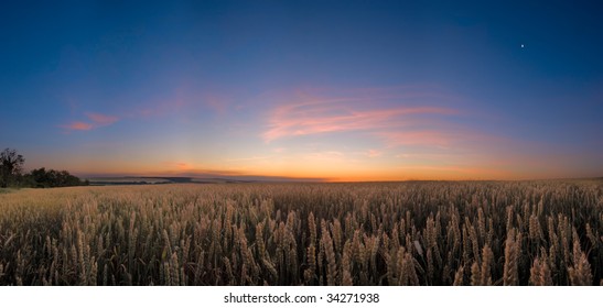 In The Wheat Field At The Night