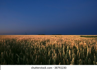 In The Wheat Field At The Night