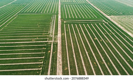 Wheat Field In North China Plain