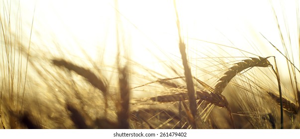 Wheat field on the background of the setting sun - Shutterstock ID 261479402