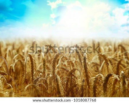 Similar – Image, Stock Photo summer evening Clouds