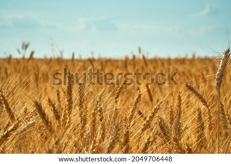 wheat field on blue sky. Selective focus. Dry grain harvest before harvest. Agriculture. Fit quality. backdrop of ripening ears yellow wheat field. Copy space horizon in rural meadow. Close up nature