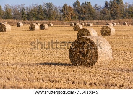 wheat field on a late-summer day, with many hay bales illuminated and sun-dried