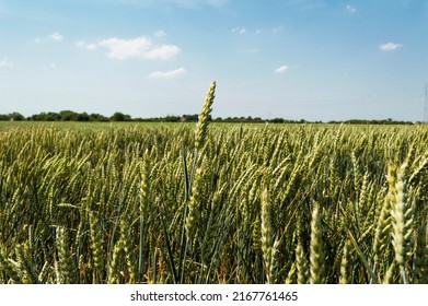 Wheat field on a nice summer day, agricultural concept - Shutterstock ID 2167761465