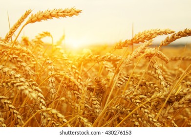  Wheat field on sun.  - Shutterstock ID 430276153