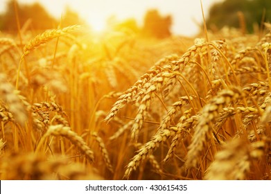  Wheat field on sun.  - Shutterstock ID 430615435