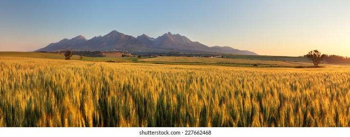 Wheat field with path under Tatras