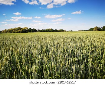 Wheat Field. Poltava Region. Ukraine. 