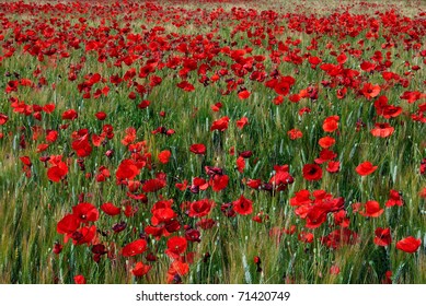 wheat field with poppies (Papaver rhoeas) - Powered by Shutterstock