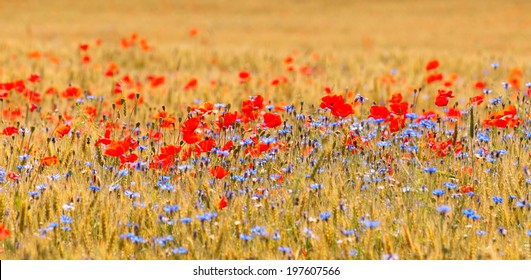 Wheat field with poppy field - Powered by Shutterstock