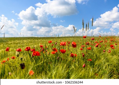 Champs De Ble Coquelicot Images Photos Et Images Vectorielles De Stock Shutterstock