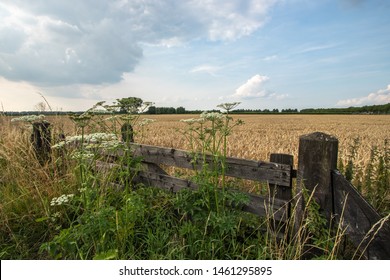 Wheat field of ripened wheat. Field fence 