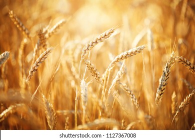 Wheat field. Rural Scenery under Shining Sunlight. A background of the ripening wheat. Rich harvest. - Shutterstock ID 1127367008