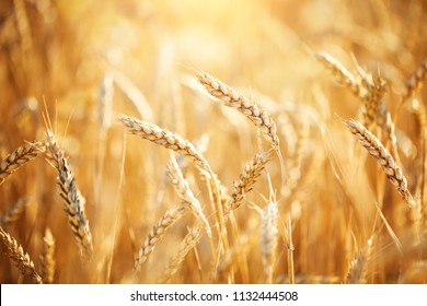 Wheat field. Rural Scenery under Shining Sunlight. A background of the ripening wheat. Rich harvest. - Shutterstock ID 1132444508