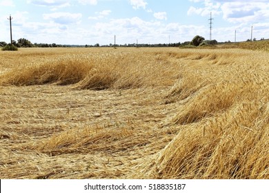 Wheat Field Russian Spaces Stock Photo 518835187 | Shutterstock