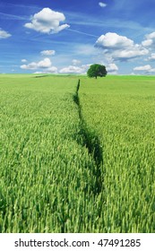 wheat field with single tree and clouds