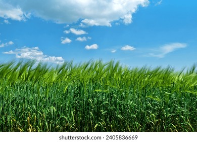 Wheat field in the steppe. The time of milk-wax ripeness and early ripening of grain - Powered by Shutterstock