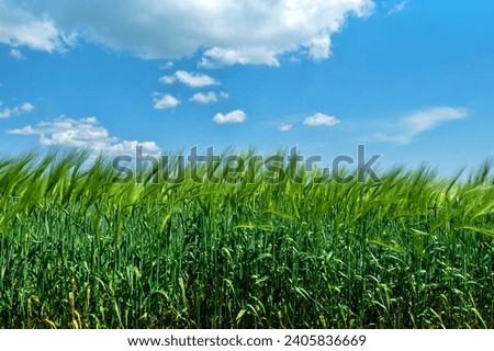 Wheat field in the steppe. The time of milk-wax ripeness and early ripening of grain