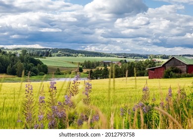 Wheat field in summer. Agricultural cereal plantations. Summer Finnish landscape. Poster. Photo