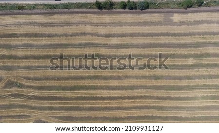 Combine harvester harvests a grain field in the evening light from the air