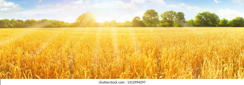 Wheat Field in Summertime - Panorama
